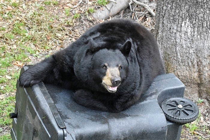 A bear on a trash bin