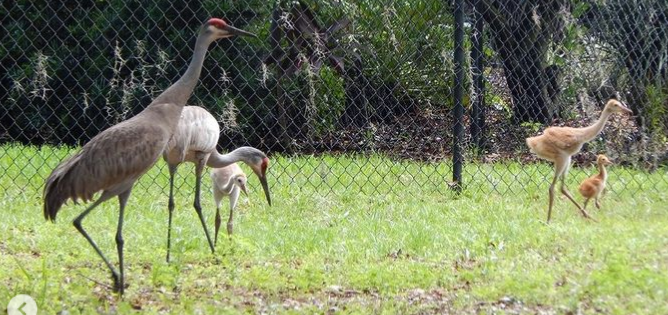 Two adult sandhill cranes with three young chicks.