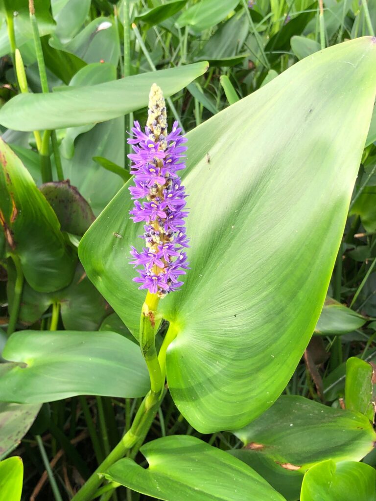 Pictur of a  Pickerelweed