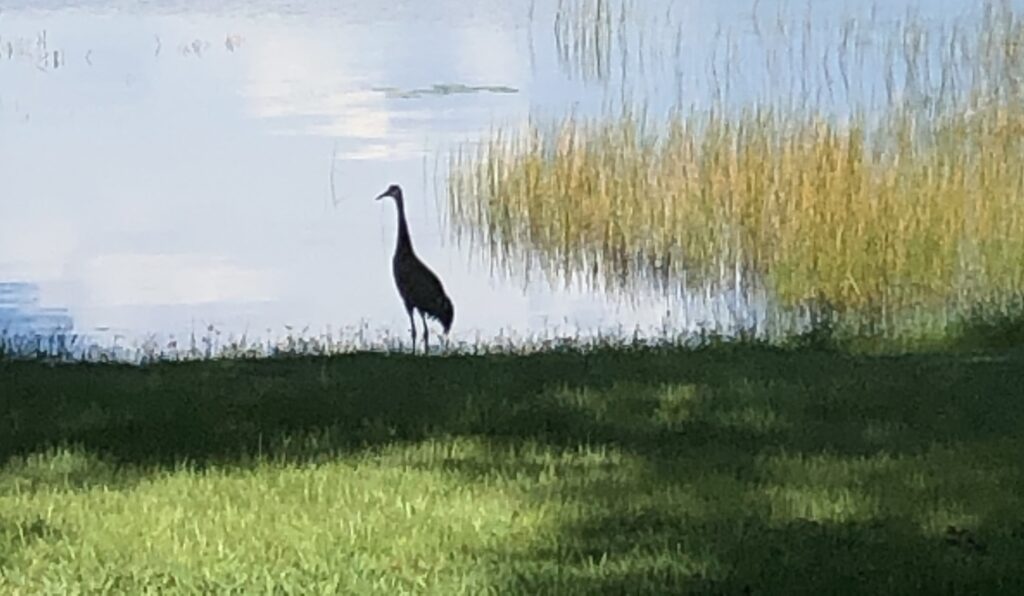 a sandhill crane standing on the shoreline of a lake