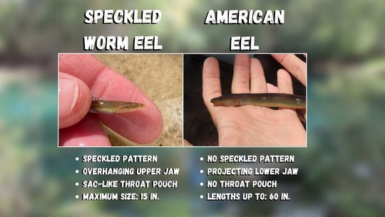 Picture of a Speckled worm eel and an American eel